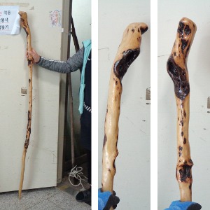 156 감태나무 지팡이 연수목지팡이 도사지팡이 감태목
