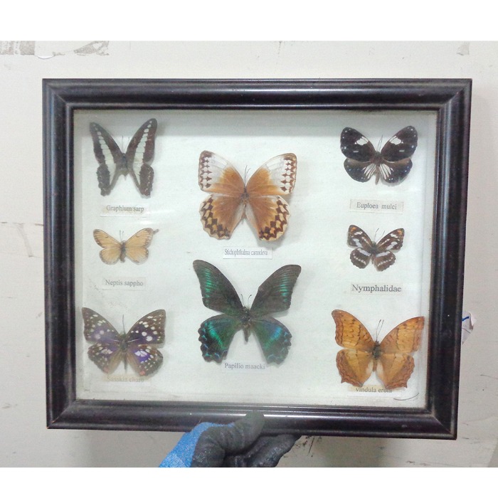 중고 나비액자 나비 표본 나비박제 옛날그림