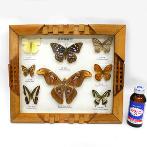 중고 나비 박재 액자/나비수집/나비액자/나비표본