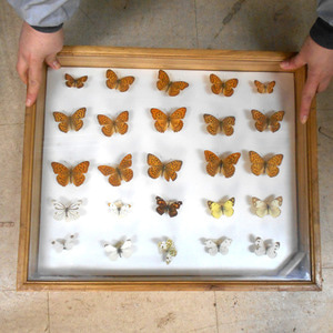 80년대 중고 나비 액자A 나비표본 나비채집 곤충채집